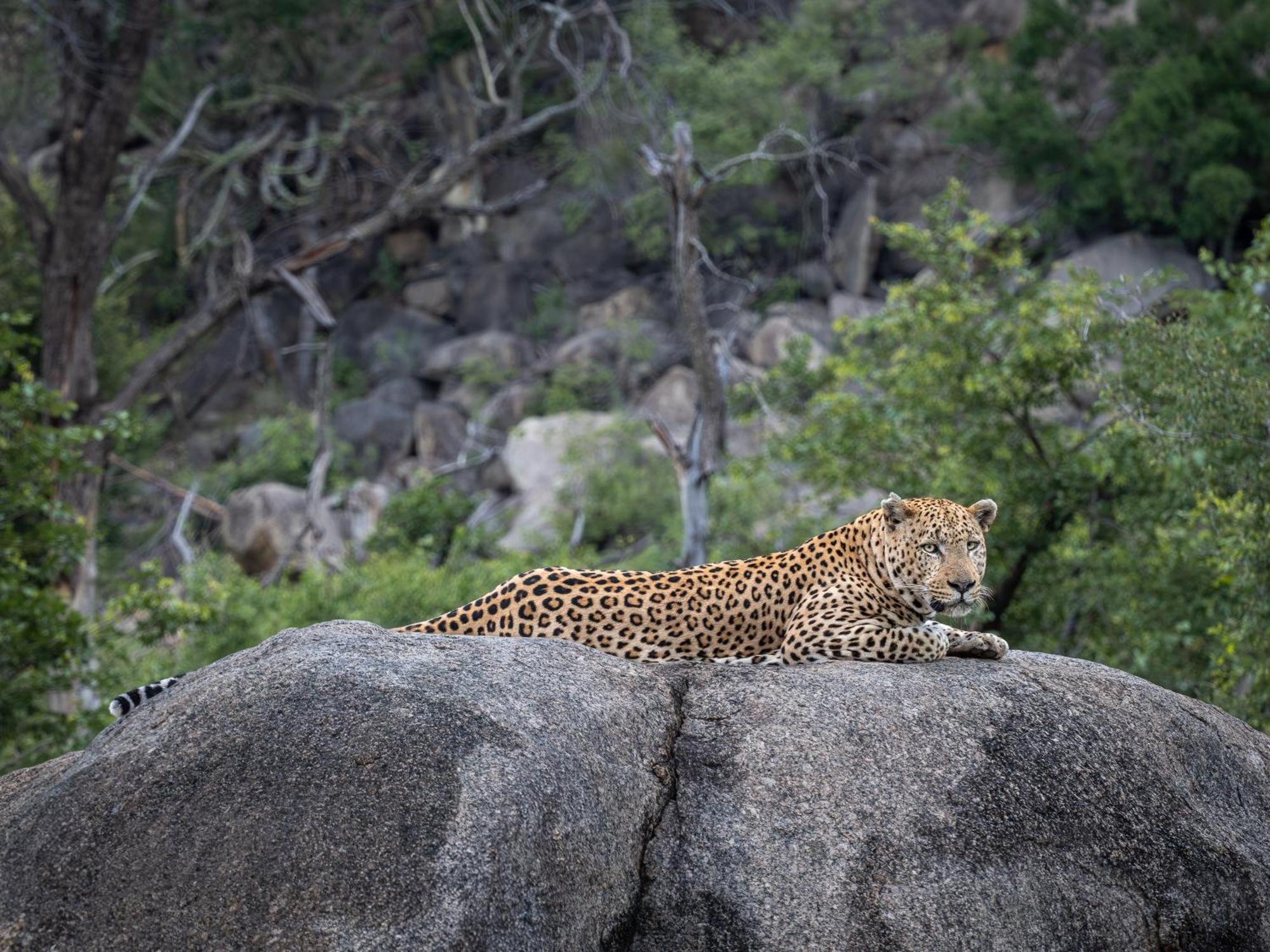 Nyati Safari * Hoedspruit